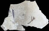 Cretaceous Fossil Plants - Lebanon Marine Deposits #70503-1